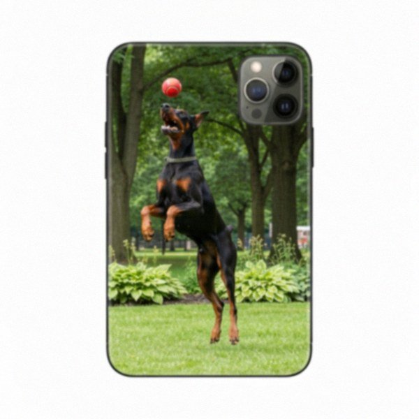 doberman in Cleveland, Ohio