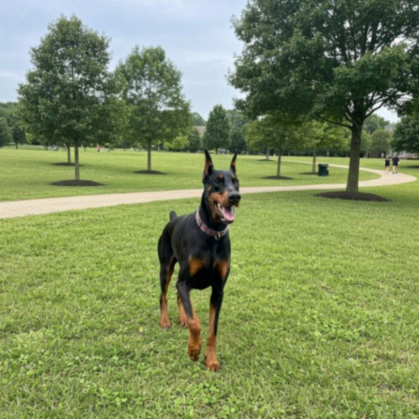 doberman in Lexington, Kentucky