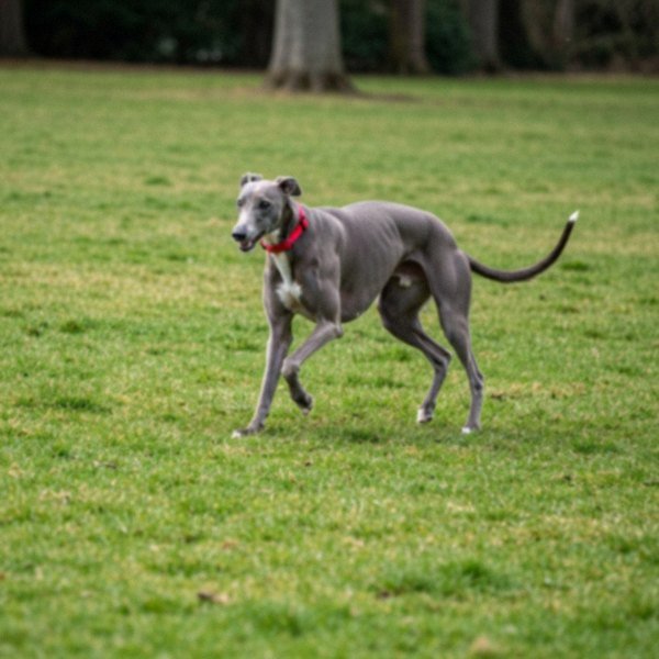 greyhound in Salem, Oregon