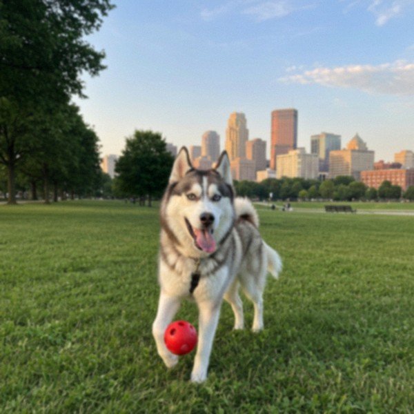 husky in Milwaukee, Wisconsin