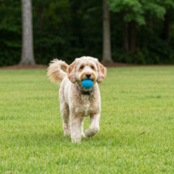 labradoodle in Norfolk, Virginia