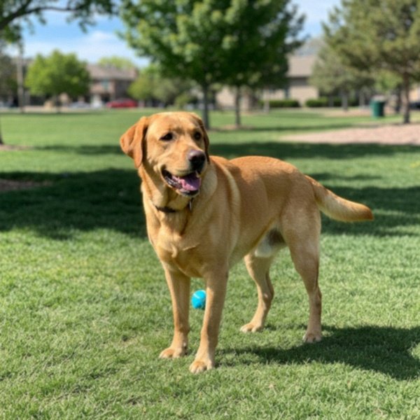 labrador retriever in Aurora, Colorado