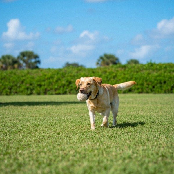labrador retriever in Cape Coral, Florida