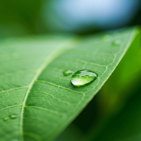 labrador retriever in Greensboro, North Carolina