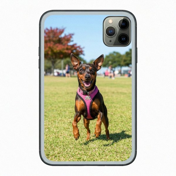 miniature pinscher in Virginia Beach, Virginia