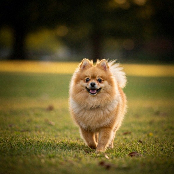 pomeranian in Fayetteville, North Carolina