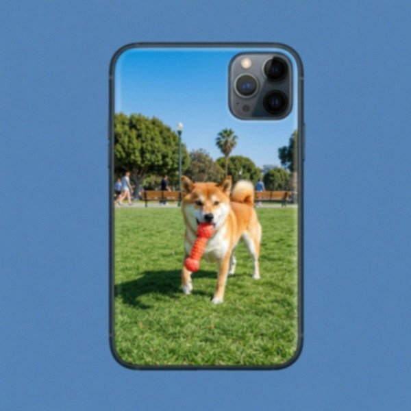 shiba inu in Hollywood, California