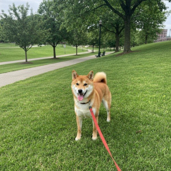 shiba inu in Pittsburgh, Pennsylvania