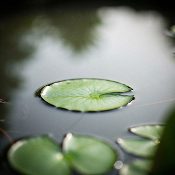 shih tzu in Buffalo, New York