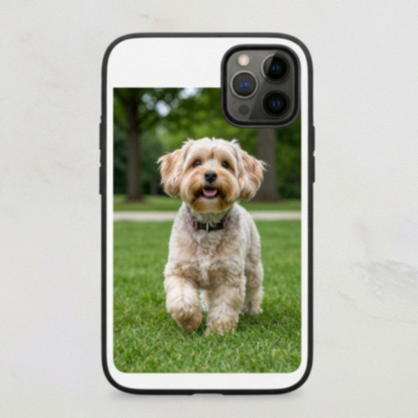 shorkie in Madison, Wisconsin