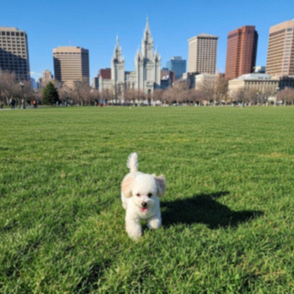 teacup poodle in Salt Lake City, Utah
