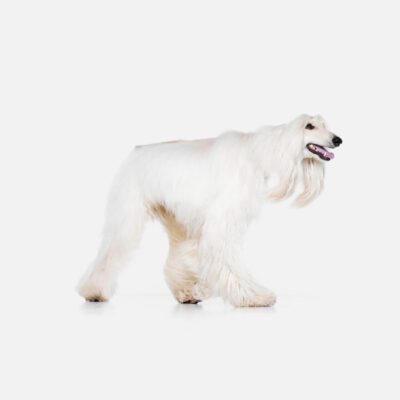Afghan Hound