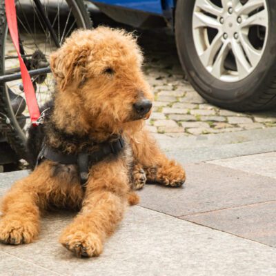 Airedale Terrier