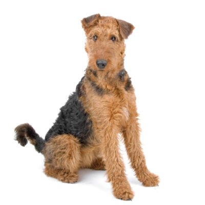 Airedale Terrier