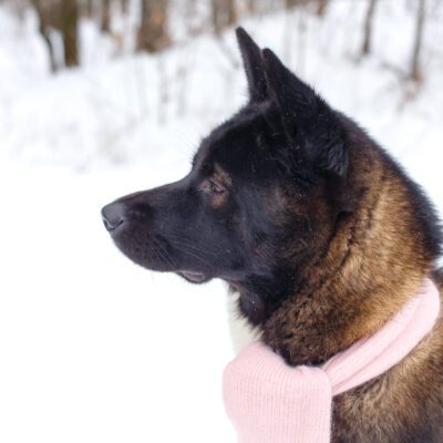 Akita