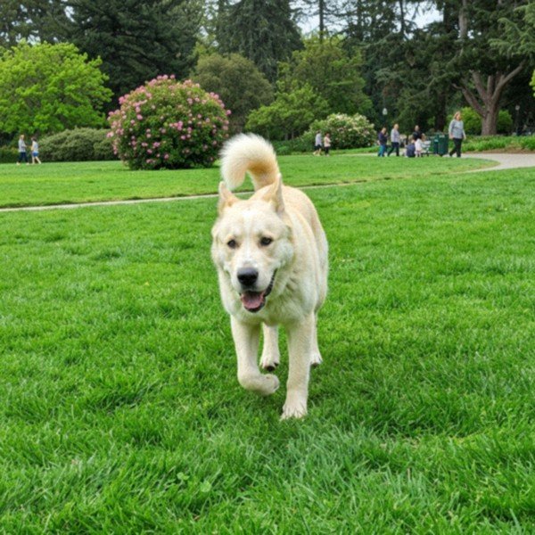 Alabai in Hayward, California