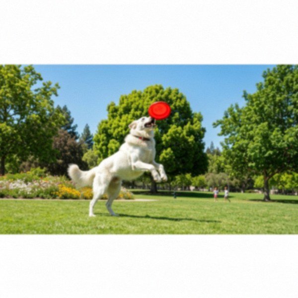 Alabai in Sunnyvale, California