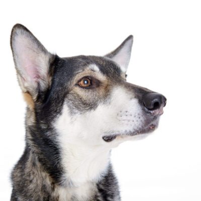 Alaskan Husky