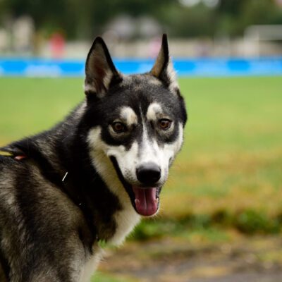 Alaskan Husky