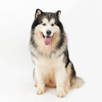 Alaskan Malamute