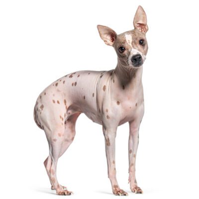 American Hairless Terrier