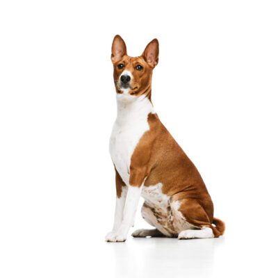 Basenji