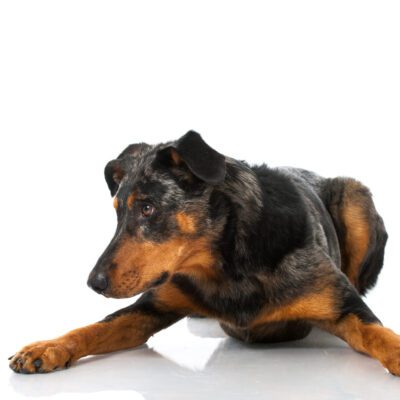 Beauceron