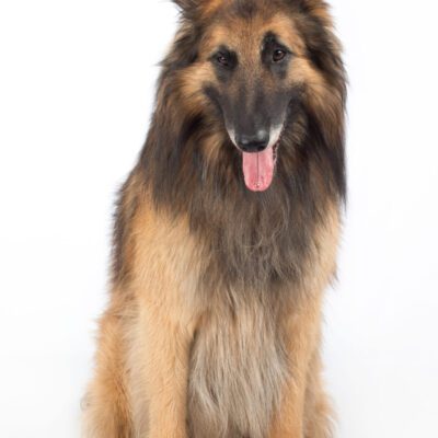 Belgian Tervuren