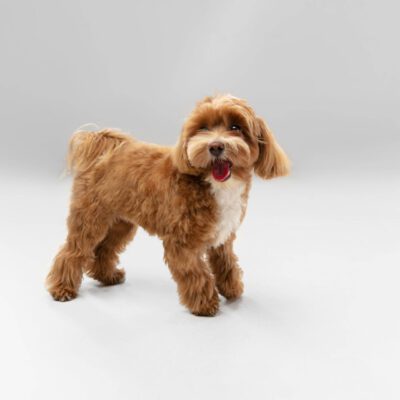 Bichon Poodle