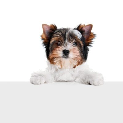 Biewer Terrier