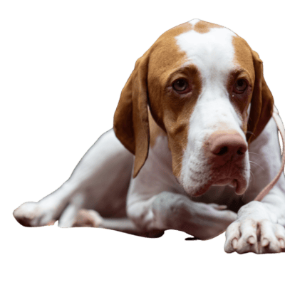 Bracco Italiano