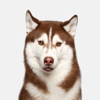 Siberian Husky
