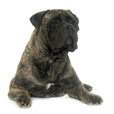 Bullmastiff