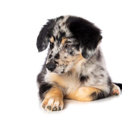 Catahoula Leopard Dog