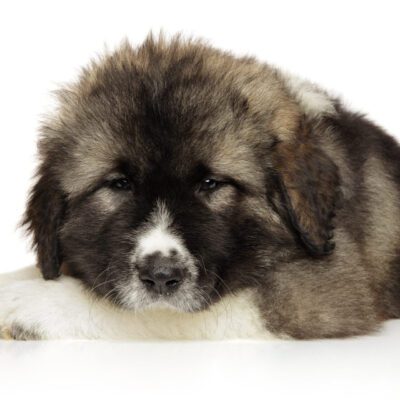 Caucasian Shepherd