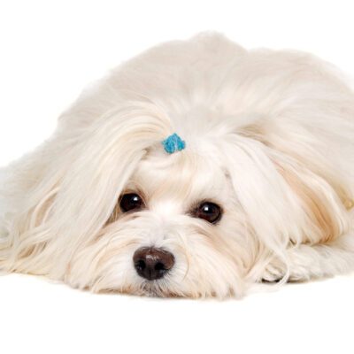 Coton De Tulear