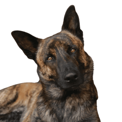 Dutch Shepherd
