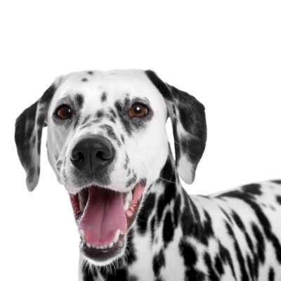 Dalmatian