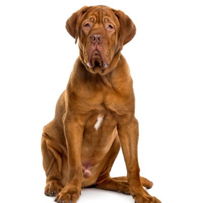 Dogue de Bordeaux