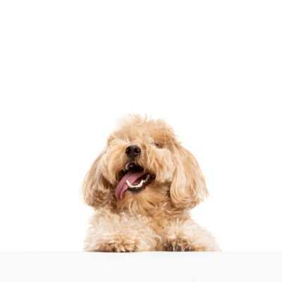 Doxiepoo