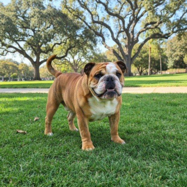 English Bulldog in Pasadena, California