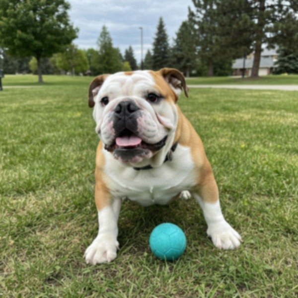 English Bulldog in Spokane, Washington
