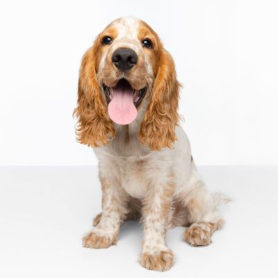 English Cocker Spaniel