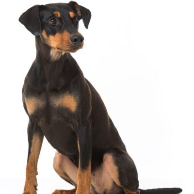 German Pinscher