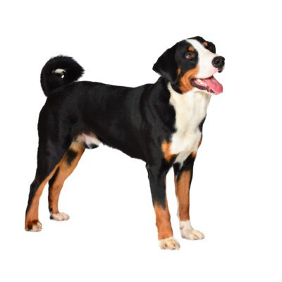 Greater Swiss Mountain Dog