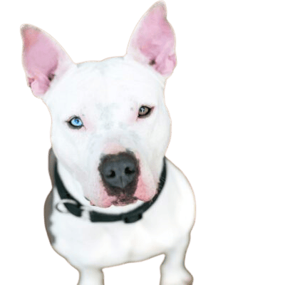 Husky Pitbull Mix
