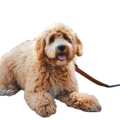 Irish Doodle