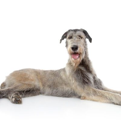 Irish Wolfhound