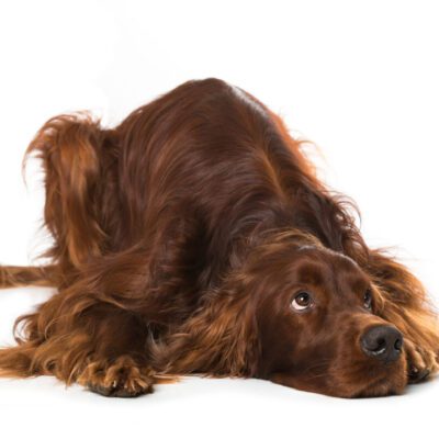 Irish Setter