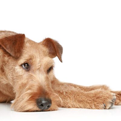 Irish Terrier